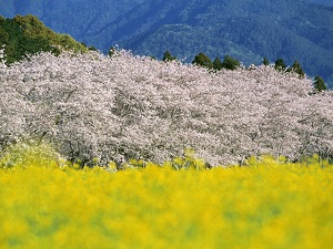 【安城エリア】4月スタートの求人特集！！！