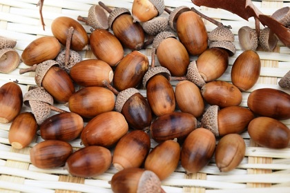 パソナの社会貢献 どんぐり拾いで緑化活動に参加しませんか 派遣の仕事 人材派遣サービスはパソナ